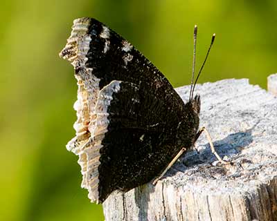Mourning Cloak