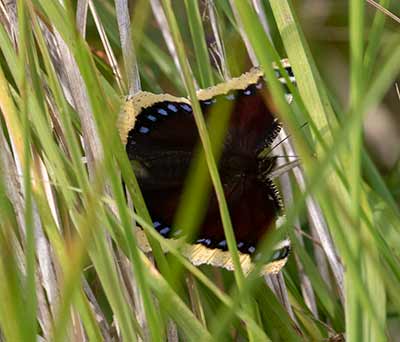 Mourning Cloak