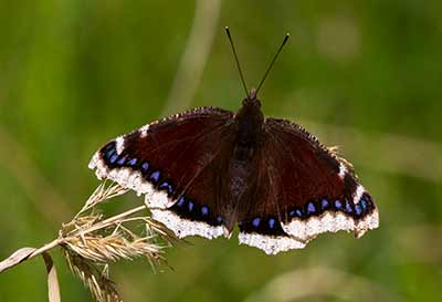 Mourning Cloak