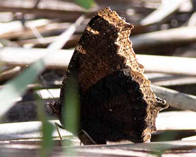 Mourning Cloak