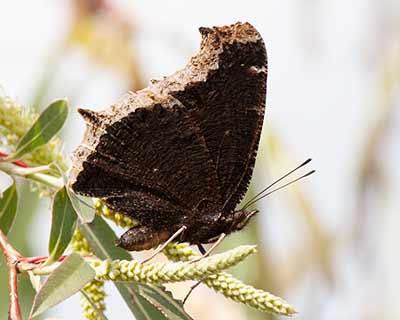Mourning Cloak