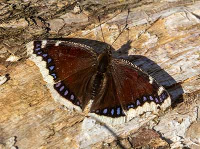 Mourning Cloak
