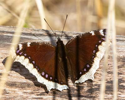 Mourning Cloak