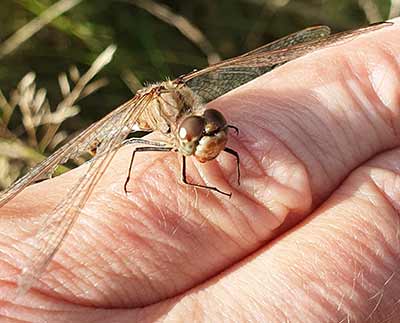 Moustached Darter (Sympetrum vulgatum) [Kalvebod Fælled, Denmark]