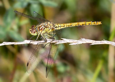 Moustached Darter