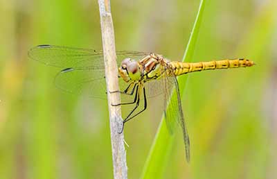 Moustached Darter