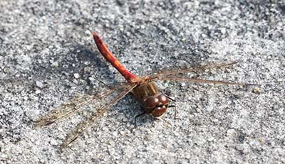 Moustached Darter