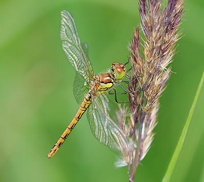 Common Darter