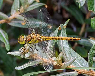 Moustached Darter