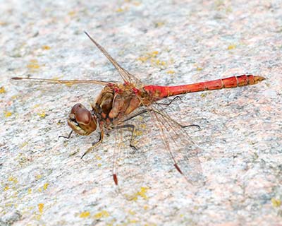 Moustached Darter