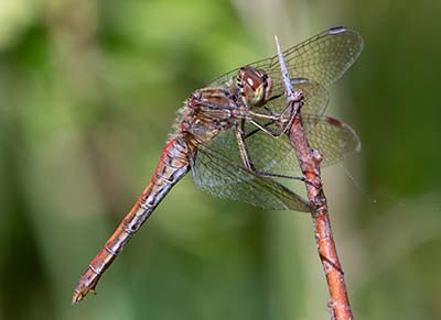 Moustached Darter