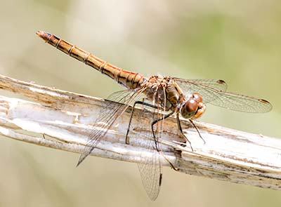 Moustached Darter