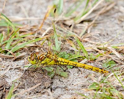 Moustached Darter
