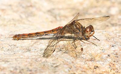 Moustached Darter