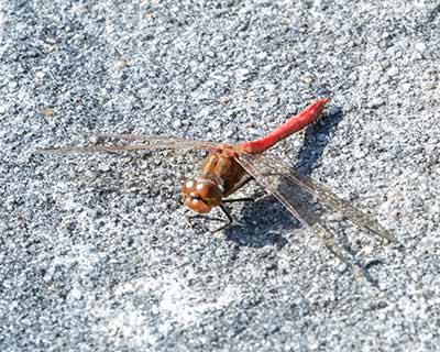 Moustached Darter
