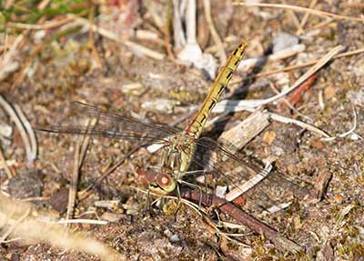 Moustached Darter