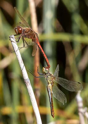 Almindelig Hedelibel (Sympetrum vulgatum) [Bastemosen (Bornholm), Denmark]
