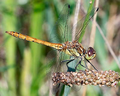 Moustached Darter