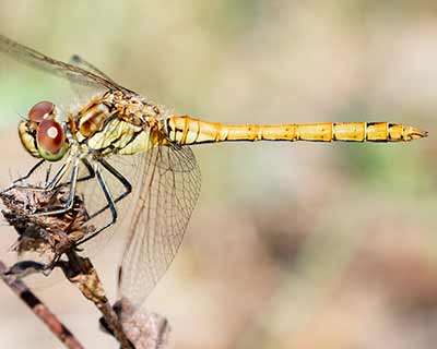 Moustached Darter
