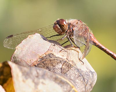 Moustached Darter (Sympetrum vulgatum) [Kalvebod Fælled, Denmark]