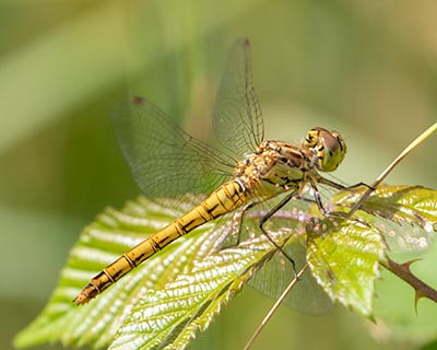 Moustached Darter