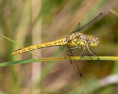 Moustached Darter