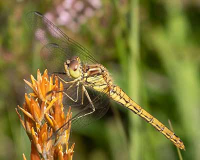 Moustached Darter