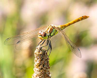 Moustached Darter