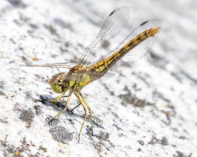 Moustached Darter