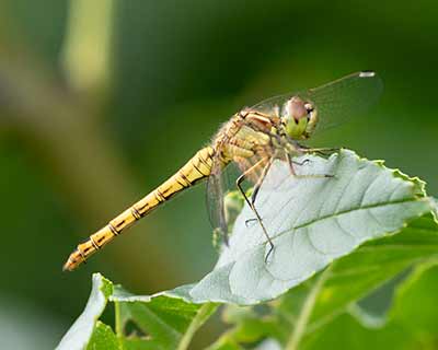 Moustached Darter