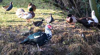 Muscovy Duck (Domestic type)