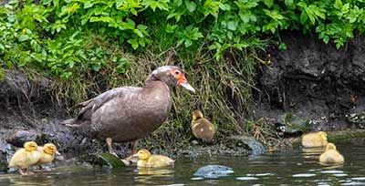 Muscovy Duck (Domestic type)