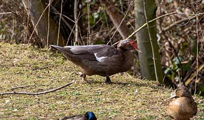 Muscovy Duck (Domestic type)
