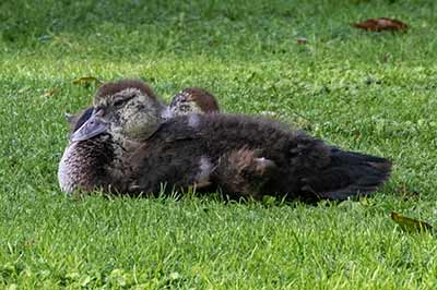 Muscovy Duck (Domestic type)