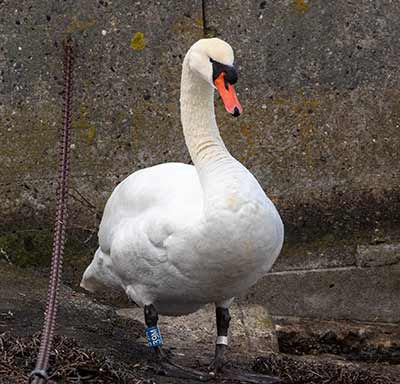 Mute Swan