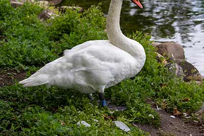 Mute Swan