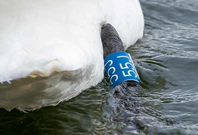 Mute Swan