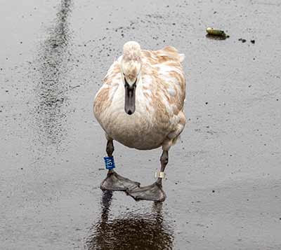 Mute Swan