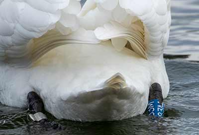 Mute Swan