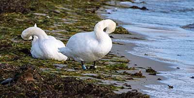 Mute Swan (Cygnus olor) [Dragør, Denmark]