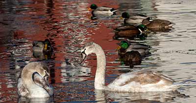 Mute Swan