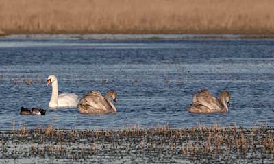 Mute Swan