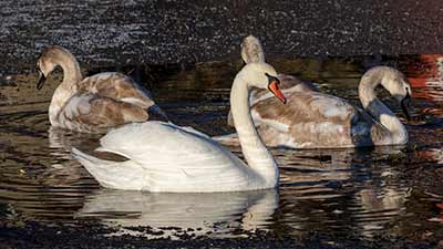 Mute Swan
