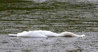 Mute Swan