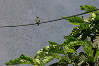 Mexican Sheartail