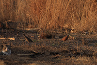 Northern Bobwhite