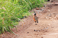 Northern Bobwhite