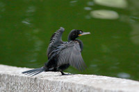 Neotropic Cormorant