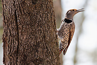 Northern Flicker