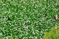 Northern Jacana